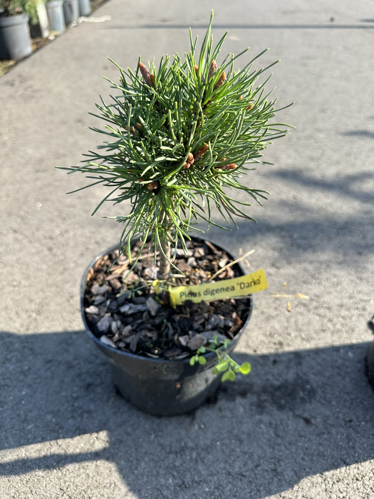 Сосна дигенеа Дарко